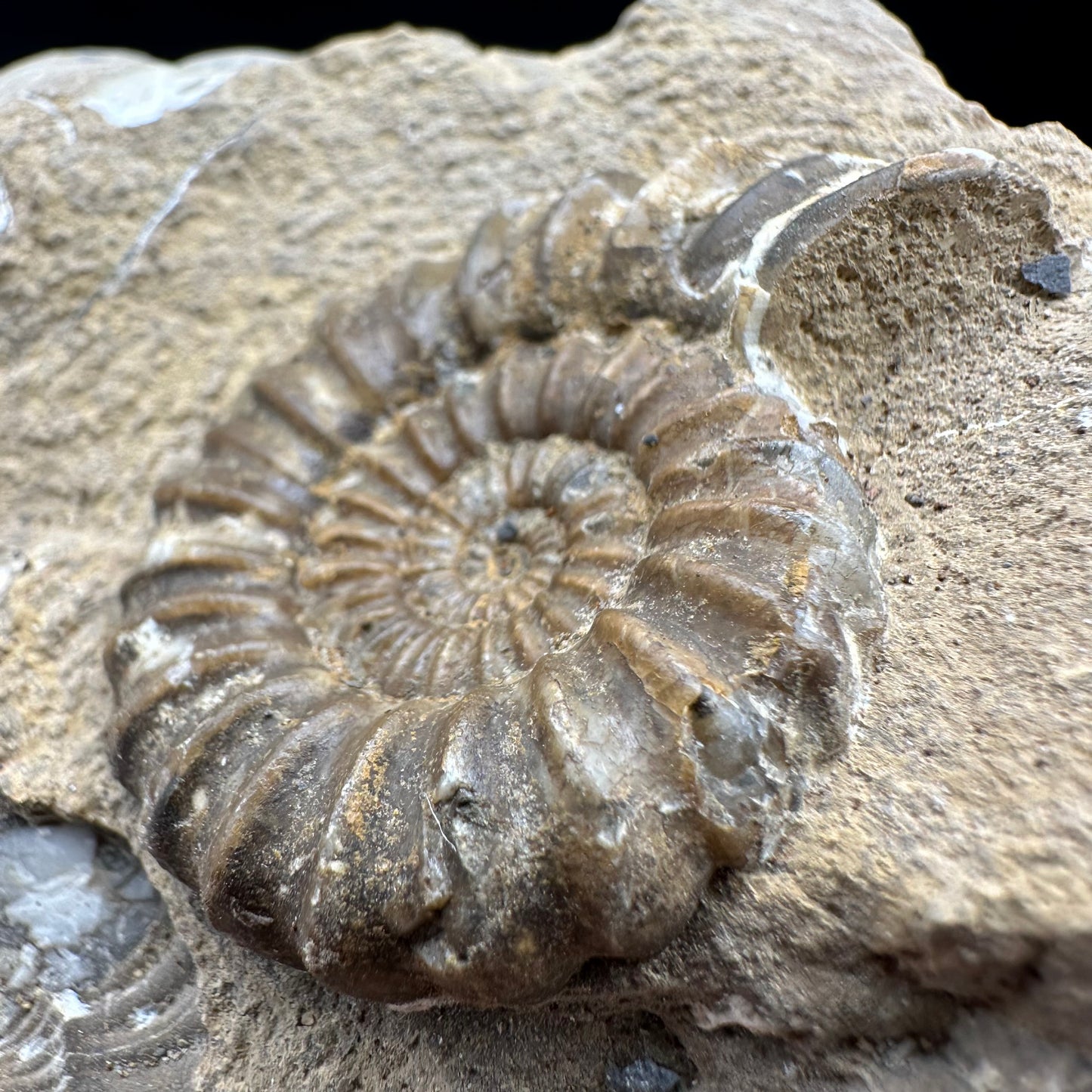 Androgynoceras Capricornus ammonite fossil with box and stand - Whitby, North Yorkshire Jurassic Coast Yorkshire Fossils