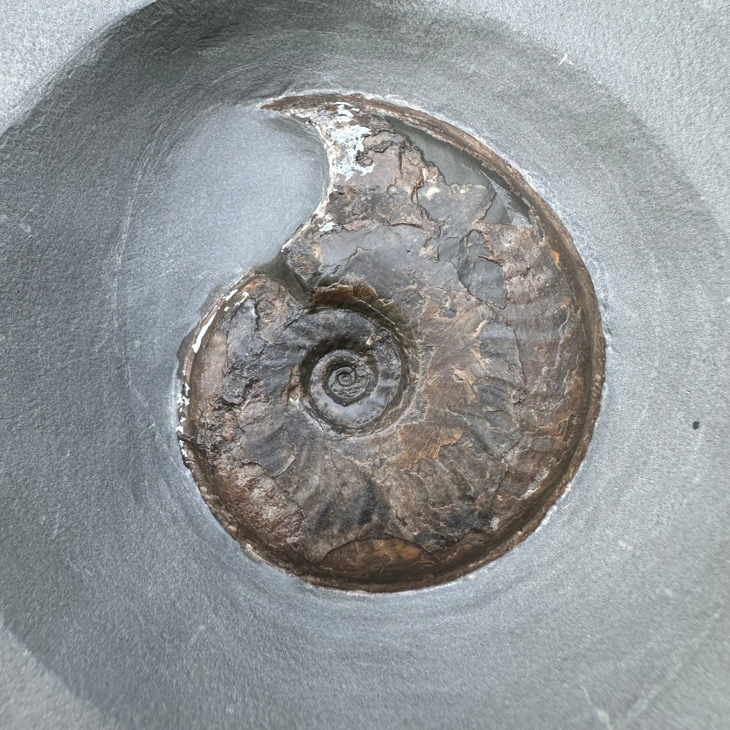 Golden Egg (GENUINE) Ammonite Fossil With Stand - Whitby, North Yorkshire Jurassic Coast Yorkshire Fossils