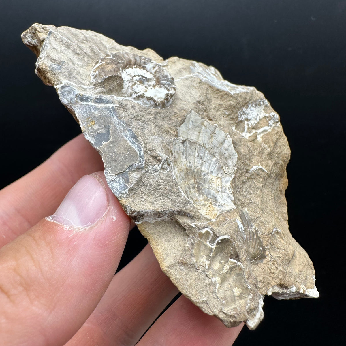 Androgynoceras capricornus Ammonite Fossil With Stand - Whitby, North Yorkshire Jurassic Coast Yorkshire Fossils