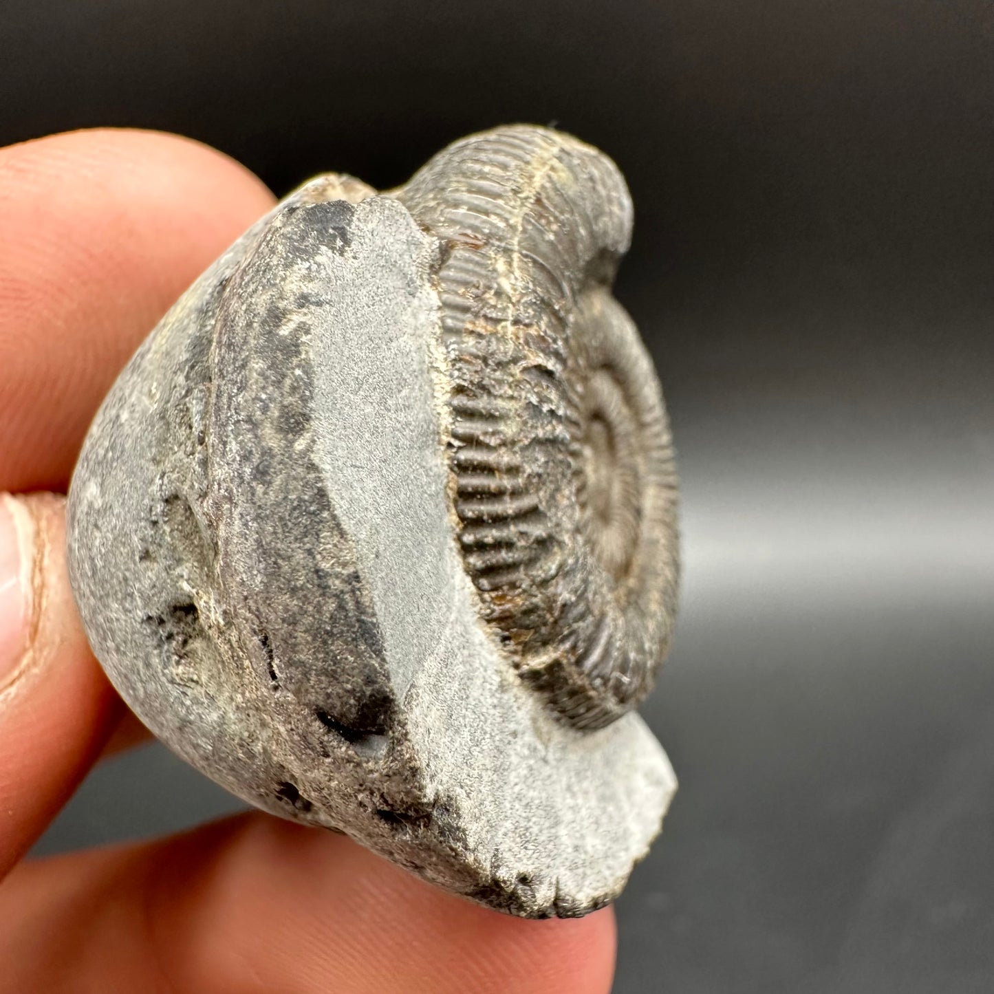 Dactylioceras Ammonite Fossil With Box And Stand - Whitby, North Yorkshire Jurassic Coast Yorkshire Fossils