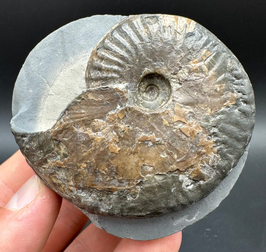 Pseudolioceras lythense Ammonite fossil with box and stand - Whitby, North Yorkshire, Yorkshire Fossils on the Jurassic Coast