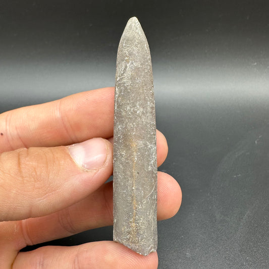 Belemnite (Fossil Squid) shell fossil with box and stand - Whitby, North Yorkshire Jurassic Coast Yorkshire Fossils