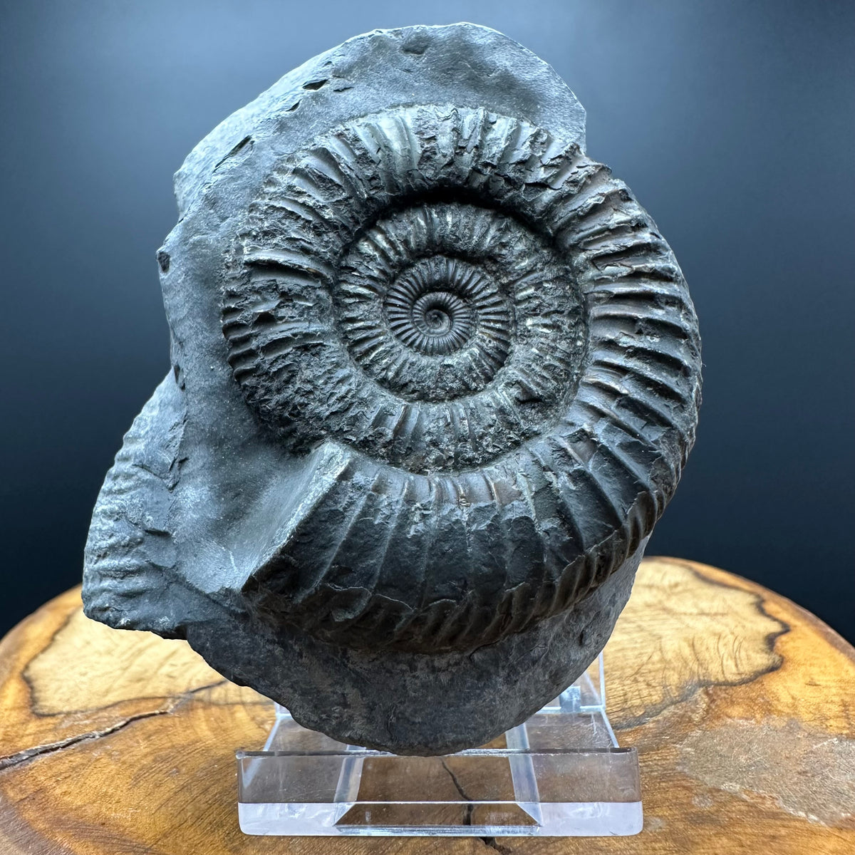Dactylioceras Ammonite Fossil With box and Stand - Whitby, North Yorkshire Jurassic Coast Yorkshire Fossils