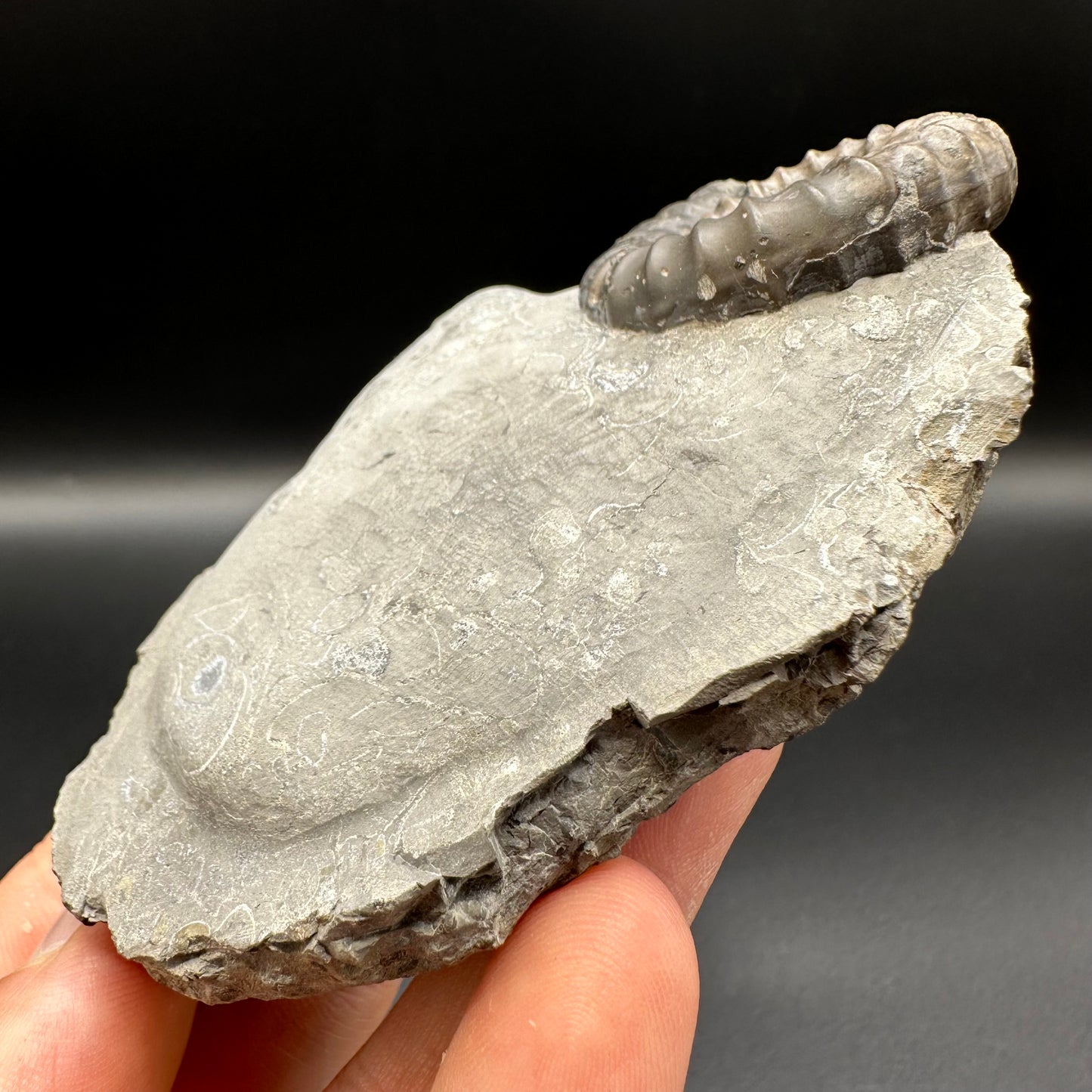 Gagaticeras ammonite fossil with gift box and stand- Whitby, North Yorkshire Jurassic Coast Yorkshire Fossils