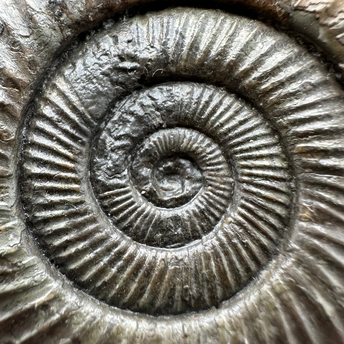 Dactylioceras Ammonite Fossil With box and Stand - Whitby, North Yorkshire Jurassic Coast Yorkshire Fossils