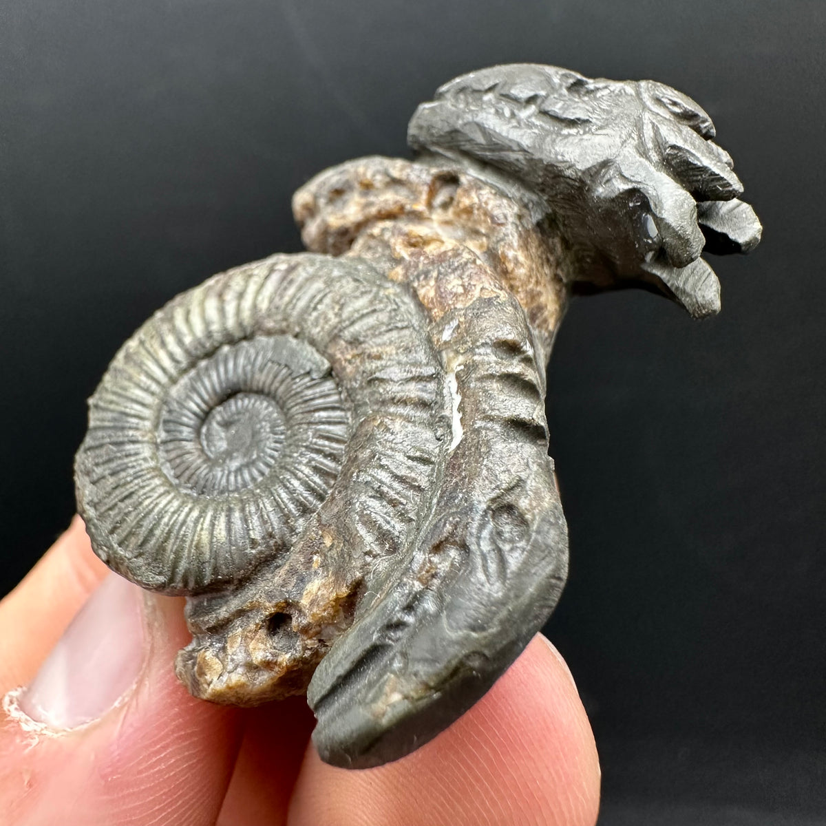 Hydra Snakestone Ammonite Fossil With Bag/Box And Stand - Whitby, North Yorkshire Jurassic Coast Yorkshire Fossils