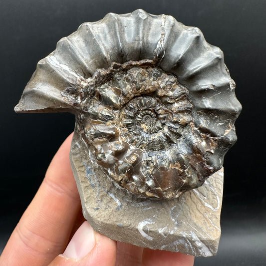 Pleuroceras paucicostatum ammonite fossil with box and stand - Whitby, North Yorkshire Jurassic Coast Yorkshire Fossils