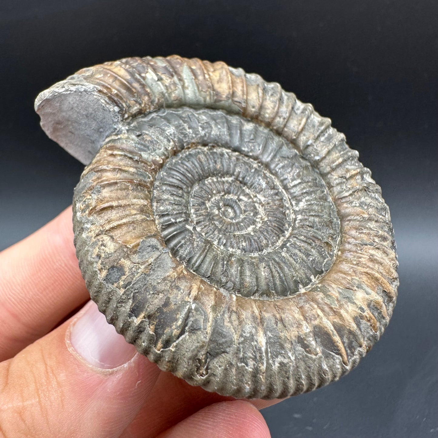 Dactylioceras Ammonite Fossil With Box And Stand - Whitby, North Yorkshire Jurassic Coast Yorkshire Fossils