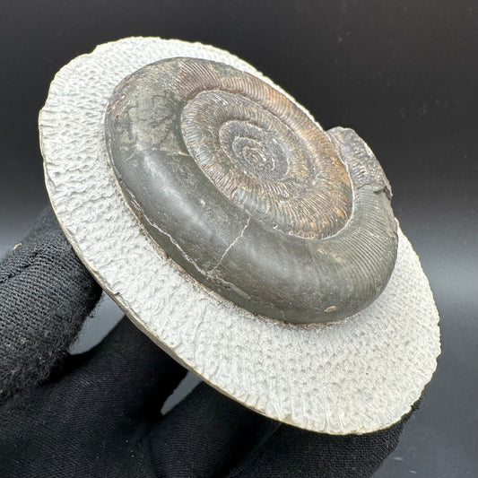 Dactylioceras tenuicostatum Ammonite fossil with box and stand - Whitby, North Yorkshire Jurassic Coast