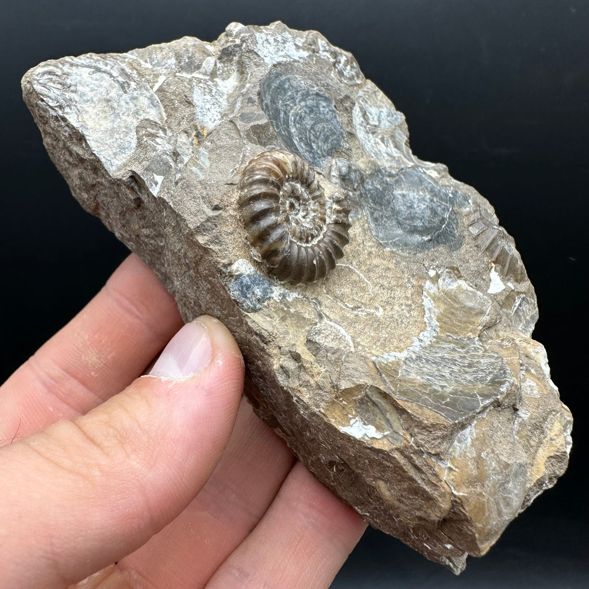 Androgynoceras capricornus Ammonite Fossil With Stand - Whitby, North Yorkshire Jurassic Coast Yorkshire Fossils