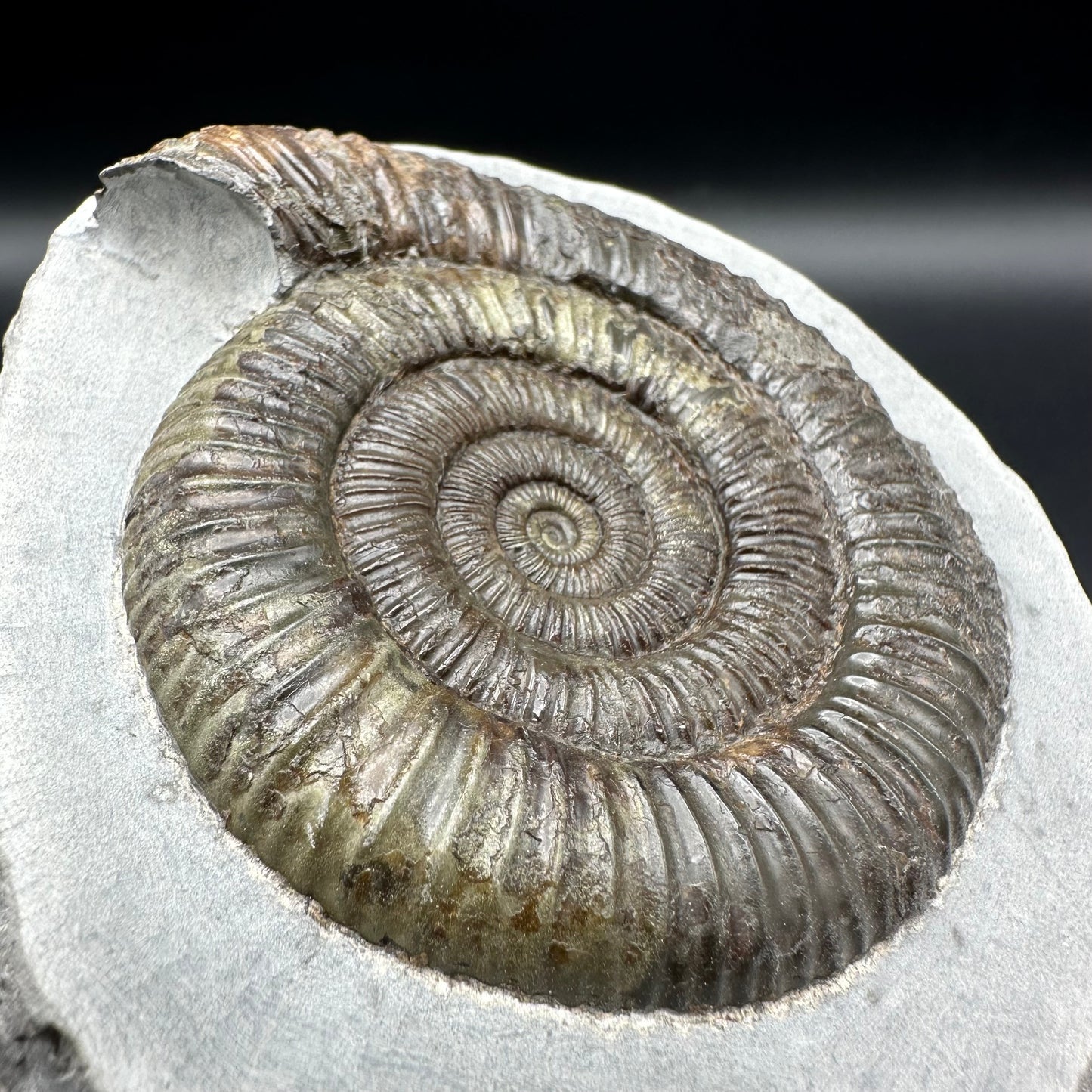 Dactylioceras Ammonite Fossil - Whitby, North Yorkshire Jurassic Coast Yorkshire Fossils