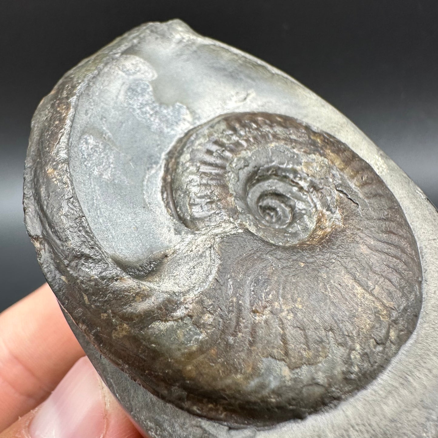 Golden Egg (GENUINE) Ammonite Fossil With Stand - Whitby, North Yorkshire Jurassic Coast Yorkshire Fossils