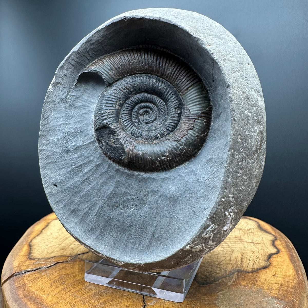 Dactylioceras tenuicostatum Ammonite fossil with box and stand - Whitby, North Yorkshire Jurassic Coast