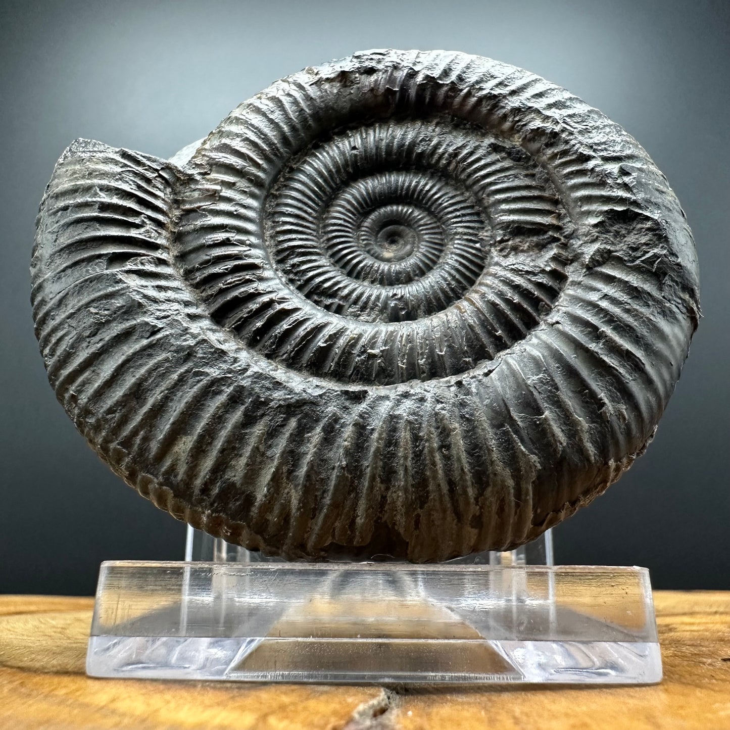 Dactylioceras Ammonite Fossil With box and Stand - Whitby, North Yorkshire Jurassic Coast Yorkshire Fossils