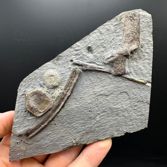 Ichthyosaur Vertebrae fossil / ribs with box and stand - Whitby, North Yorkshire Jurassic Coast, Yorkshire fossils found on the Jurassic Coast