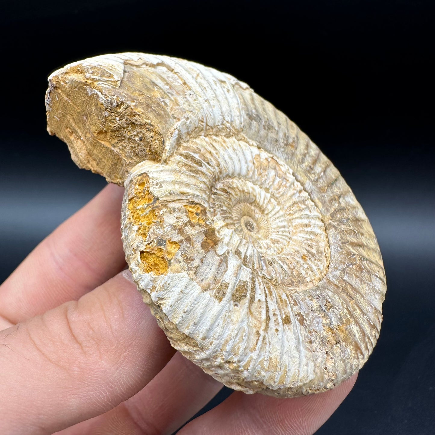 Dichotomosphinctes Ammonite Fossil With Box And Stand - Middle Jurassic Ammonite Madagascar