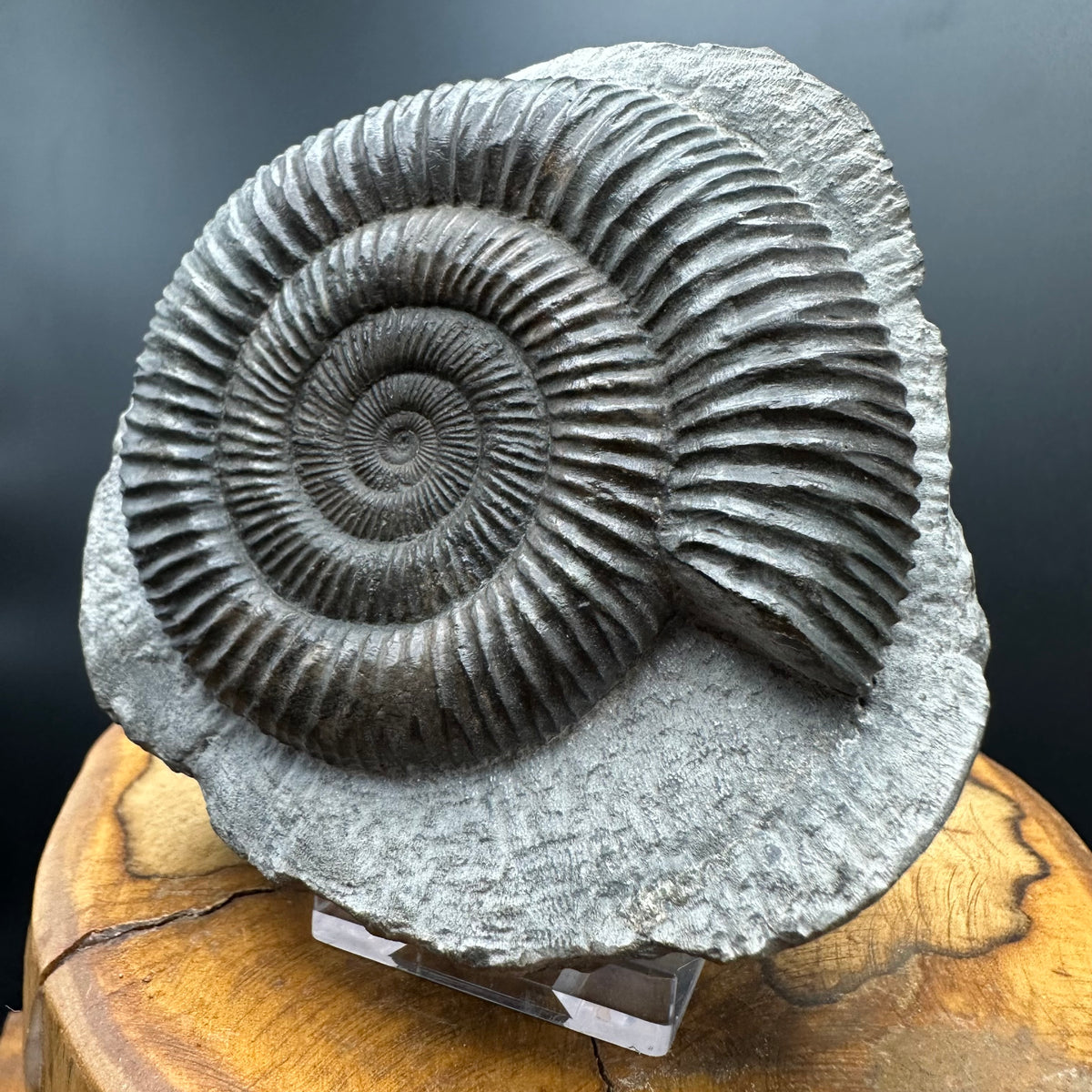 Dactylioceras Ammonite Fossil With box and Stand - Whitby, North Yorkshire Jurassic Coast Yorkshire Fossils