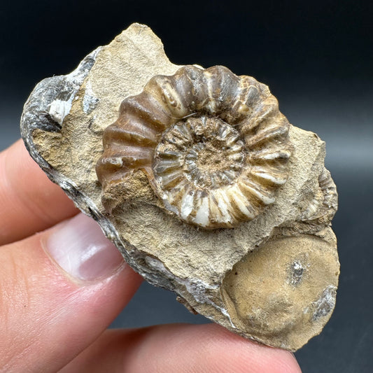 Androgynoceras capricornus Ammonite Fossil With Box And Stand - Whitby, North Yorkshire Jurassic Coast Yorkshire Fossils