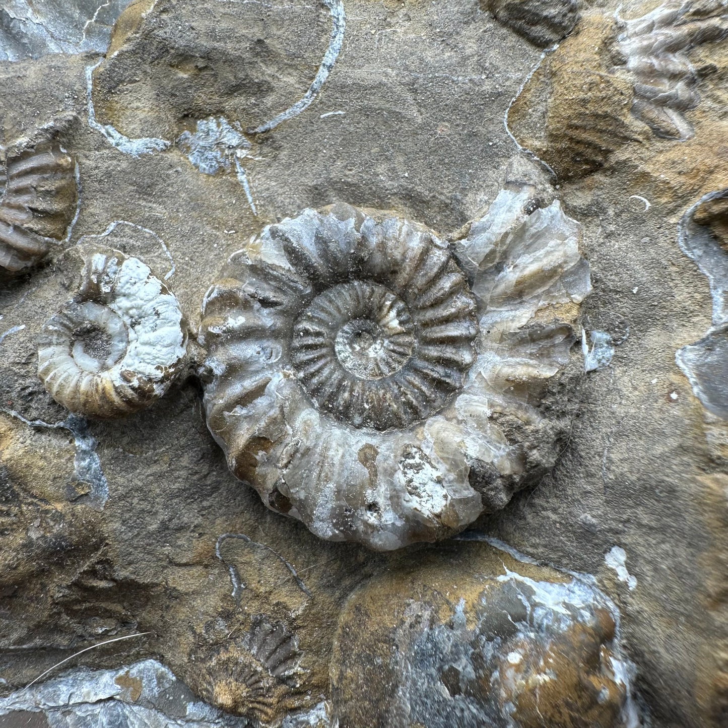 Androgynoceras Capricornus ammonite fossil - Whitby, North Yorkshire Jurassic Coast Yorkshire Fossils