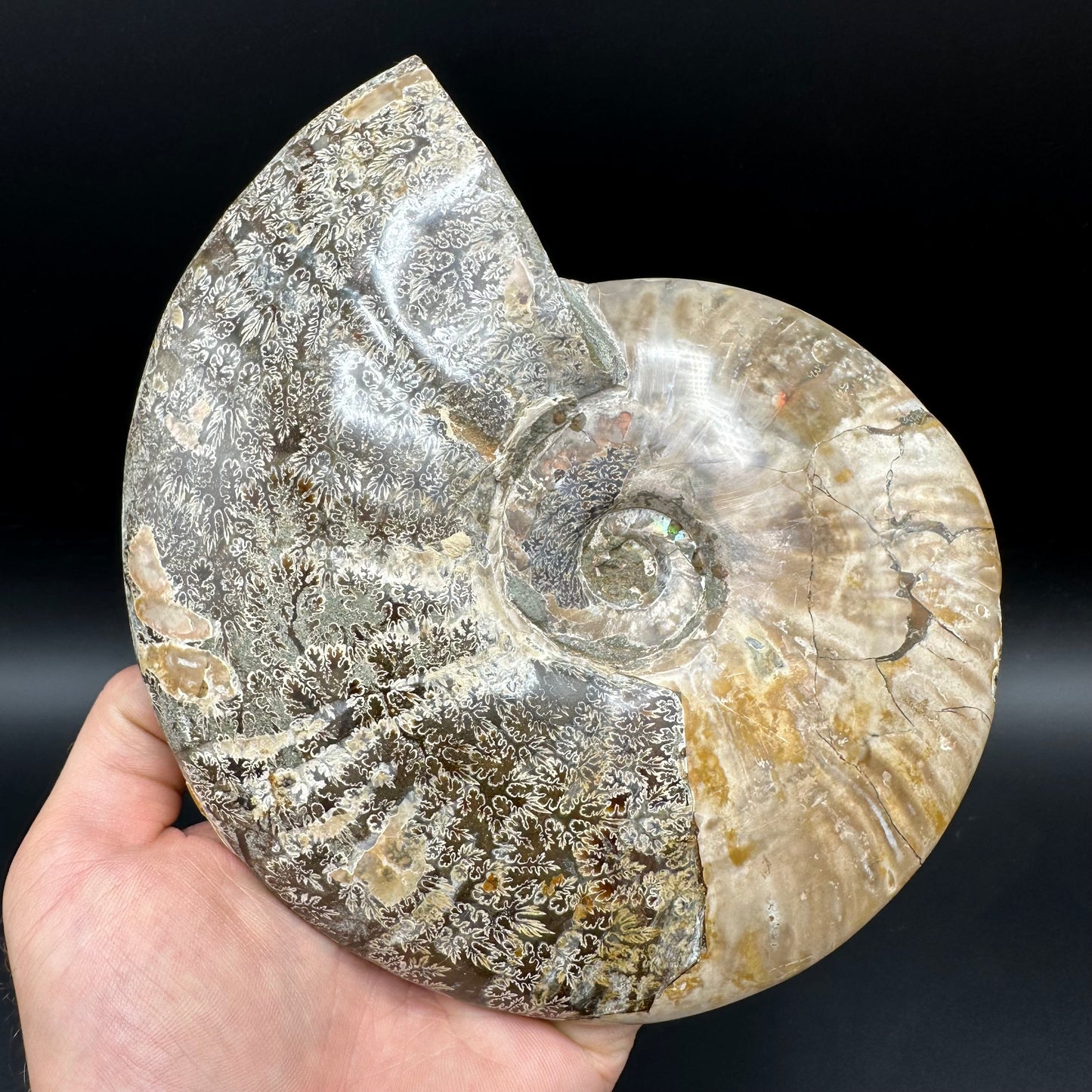 Cleoniceras Ammonite Fossil With Stand - Cretaceous Ammonite Madagascar
