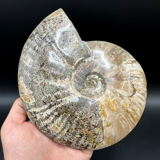 Cleoniceras Ammonite Fossil With Stand - Cretaceous Ammonite Madagascar