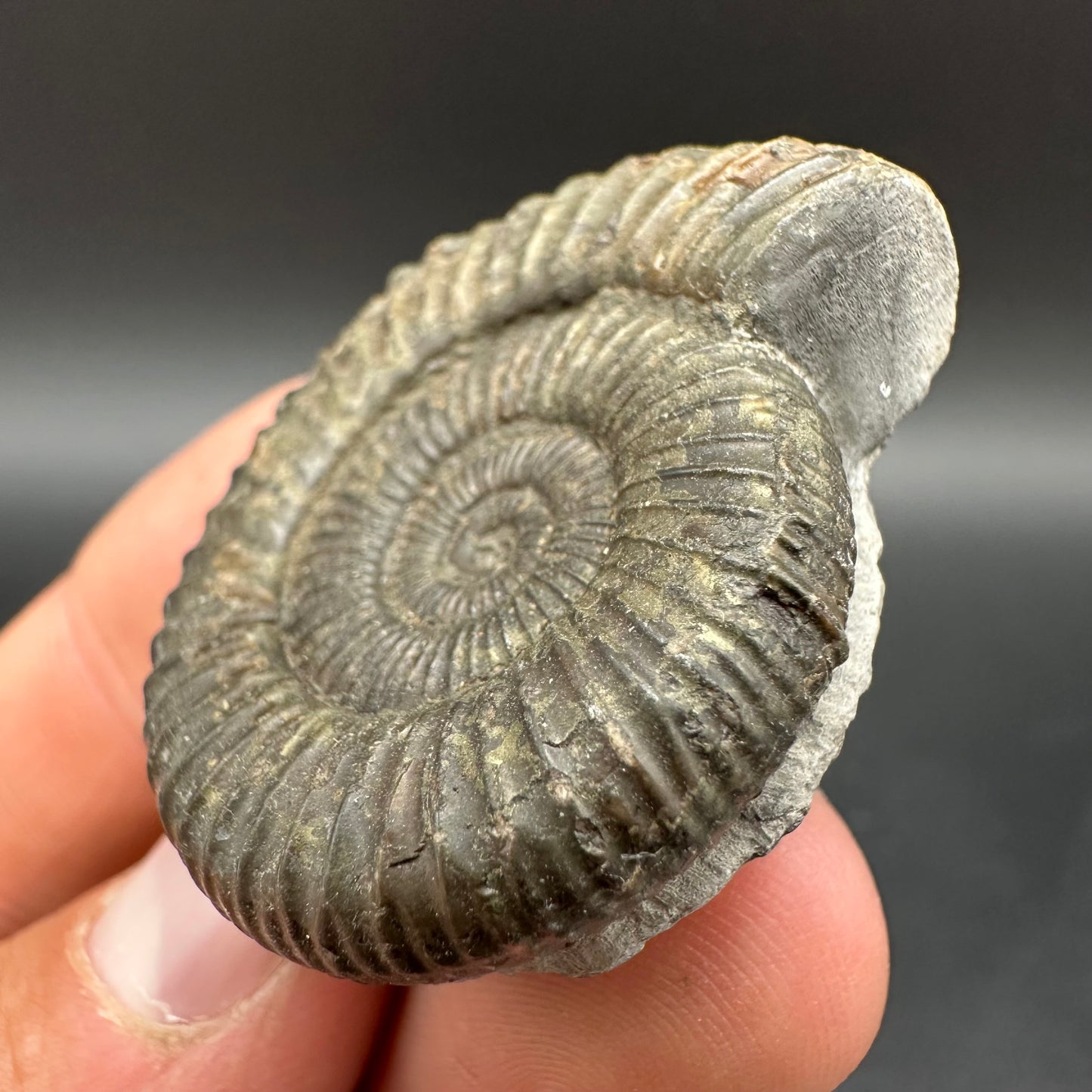 Dactylioceras Ammonite Fossil With Box And Stand - Whitby, North Yorkshire Jurassic Coast Yorkshire Fossils