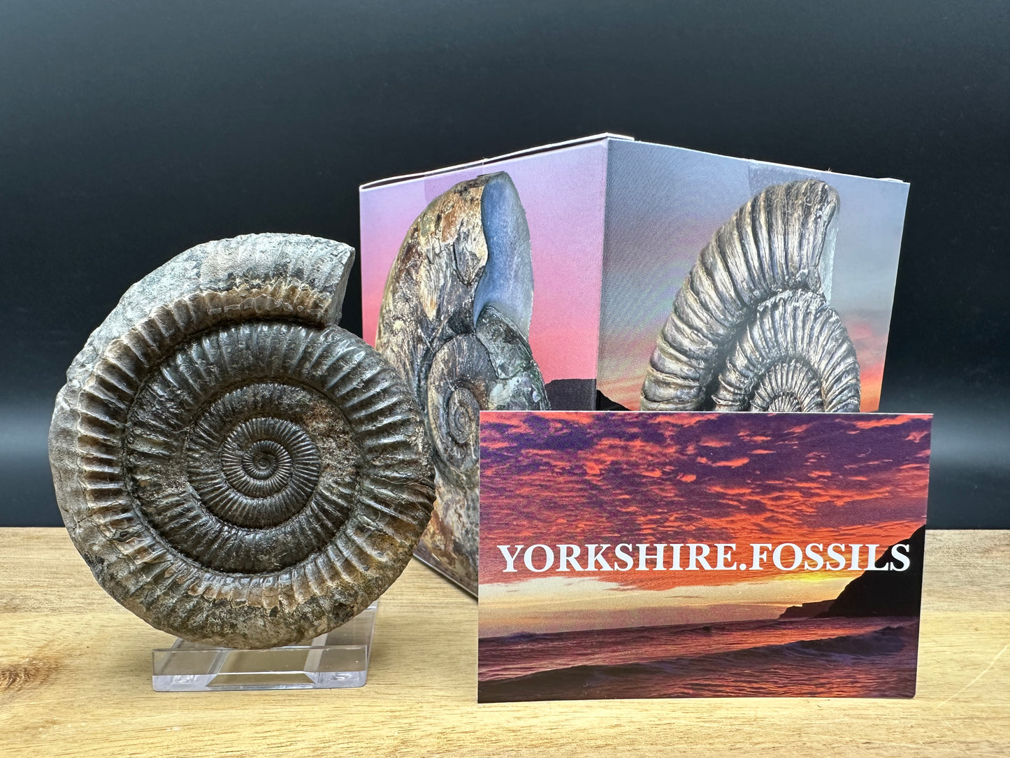Dactylioceras Ammonite Fossil With box and Stand - Whitby, North Yorkshire Jurassic Coast Yorkshire Fossils