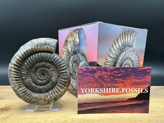 Dactylioceras Ammonite Fossil With box and Stand - Whitby, North Yorkshire Jurassic Coast Yorkshire Fossils