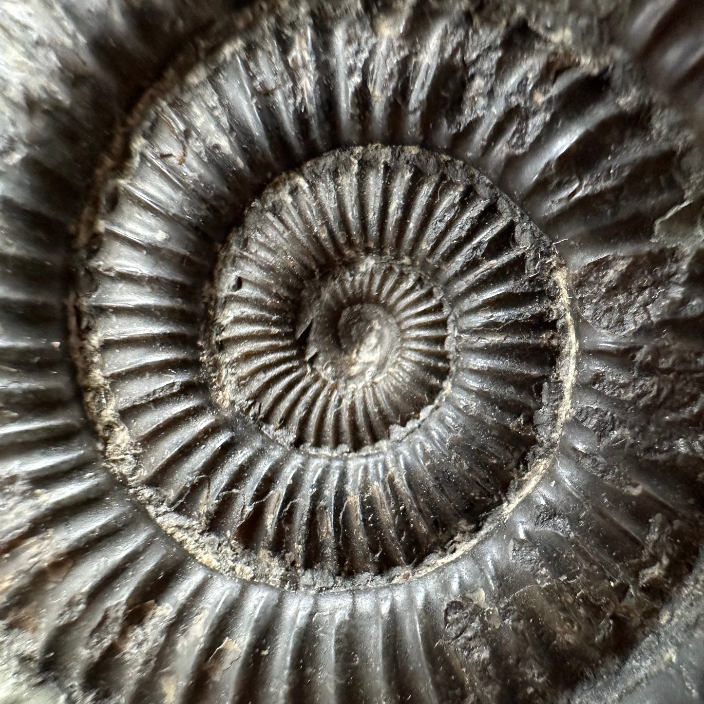Dactylioceras Ammonite Fossil With box and Stand - Whitby, North Yorkshire Jurassic Coast Yorkshire Fossils