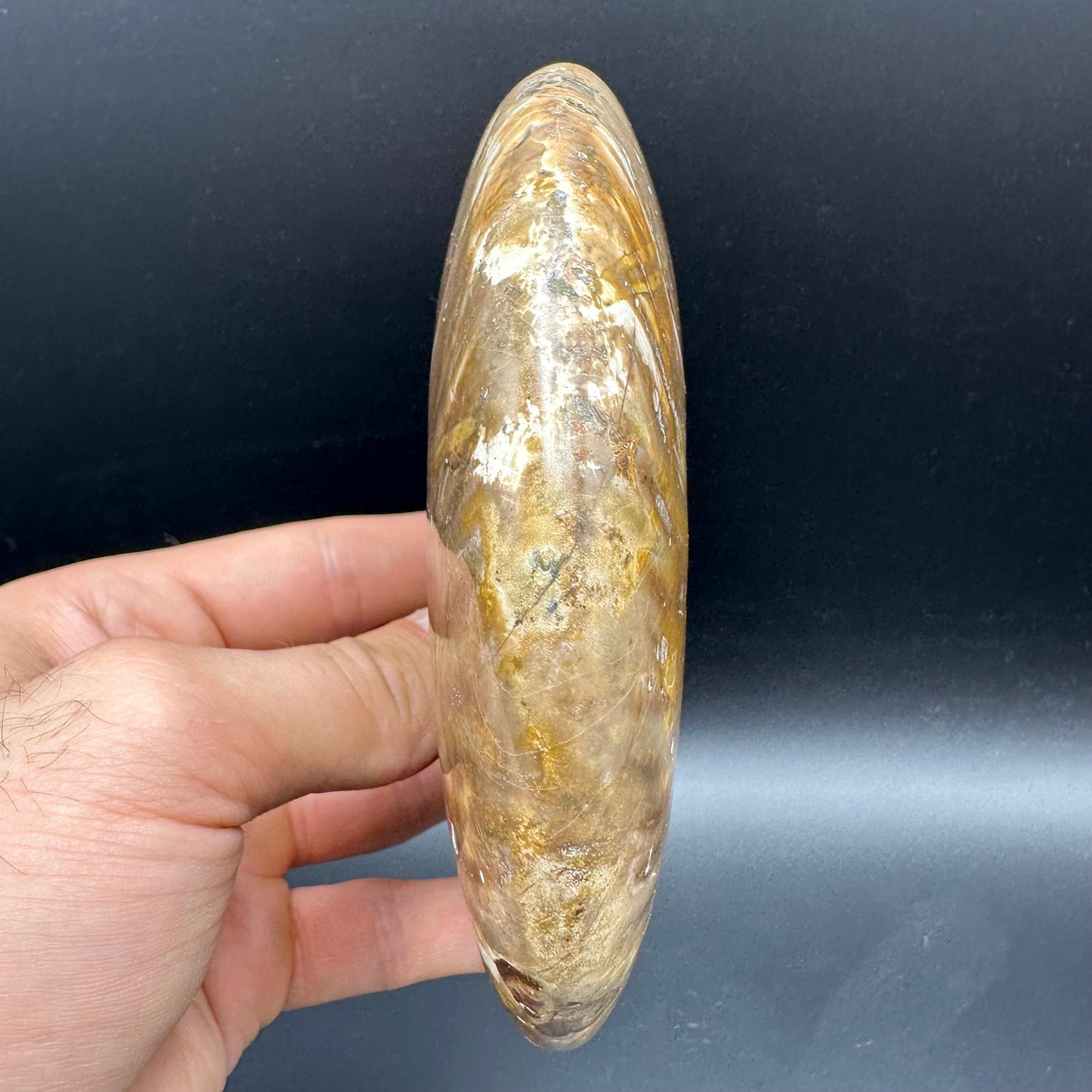 Cleoniceras Ammonite Fossil With Stand - Cretaceous Ammonite Madagascar