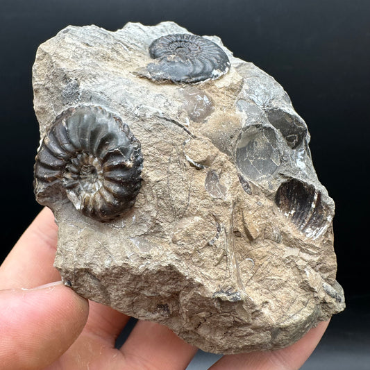 Amaltheus subnodosus Ammonite fossil with stand - Whitby, North Yorkshire Jurassic Coast Yorkshire Fossils