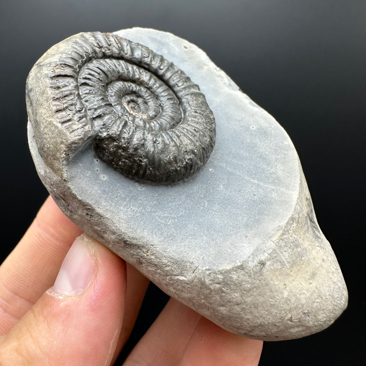 Dactylioceras Ammonite Fossil With box and Stand - Whitby, North Yorkshire Jurassic Coast Yorkshire Fossils