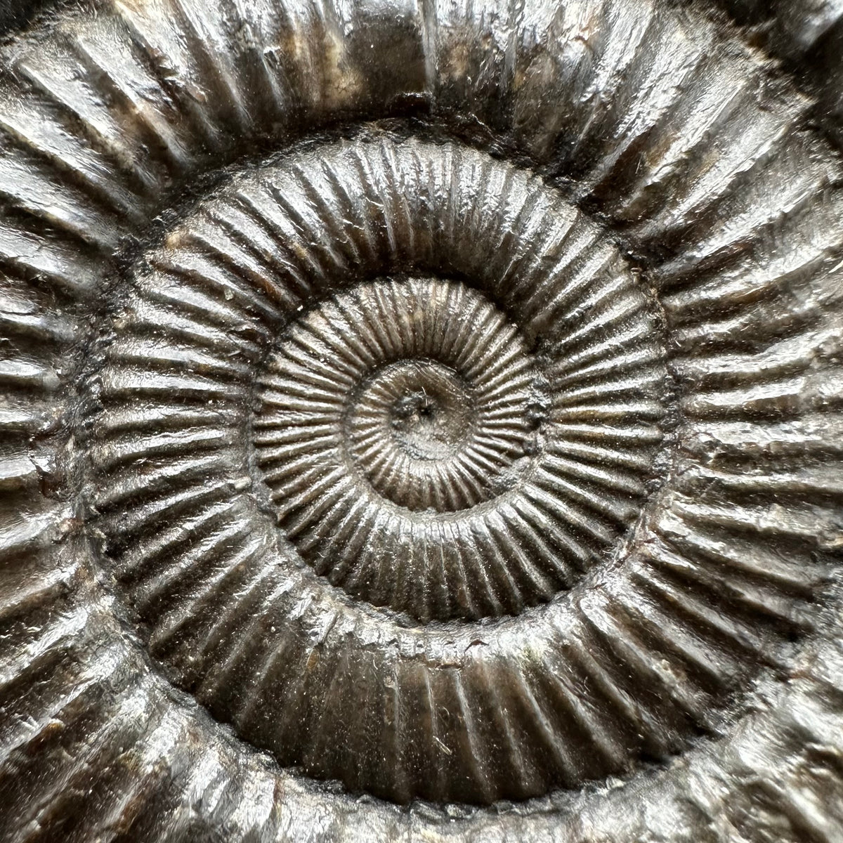 Dactylioceras Ammonite Fossil With box and Stand - Whitby, North Yorkshire Jurassic Coast Yorkshire Fossils