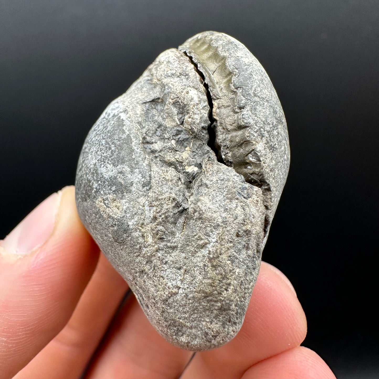 Dactylioceras Ammonite nodule (split pair) Fossil With Box And Stand - Whitby, North Yorkshire Jurassic Coast Yorkshire Fossils