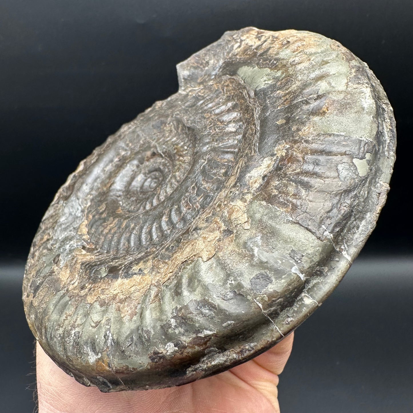 Hildoceras lusitanicum Ammonite fossil - Whitby, North Yorkshire, Jurassic Coast, Yorkshire Fossils from the Jurassic Coast