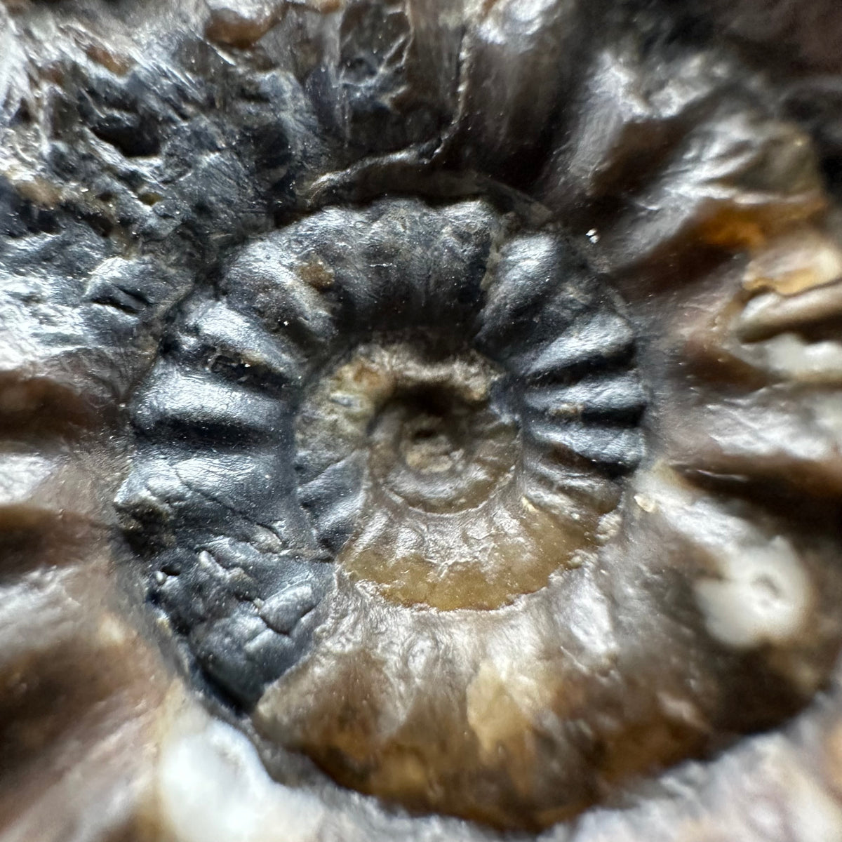 Androgynoceras maculatum ammonite fossil with stand - Whitby, North Yorkshire Jurassic Coast Yorkshire Fossils