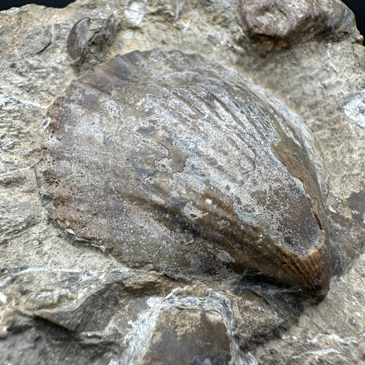 Shell fossil with stand - Whitby, North Yorkshire, Jurassic Coast, Yorkshire Fossils