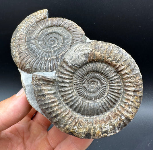 Dactylioceras Ammonite Fossil With Box And Stand - Whitby, North Yorkshire Jurassic Coast Yorkshire Fossils