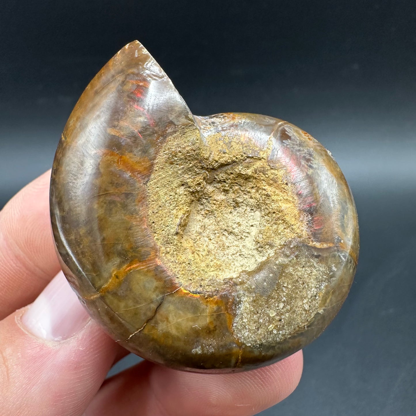 Puzosia Ammonite Fossil With Box And Stand - Cretaceous Ammonite Madagascar