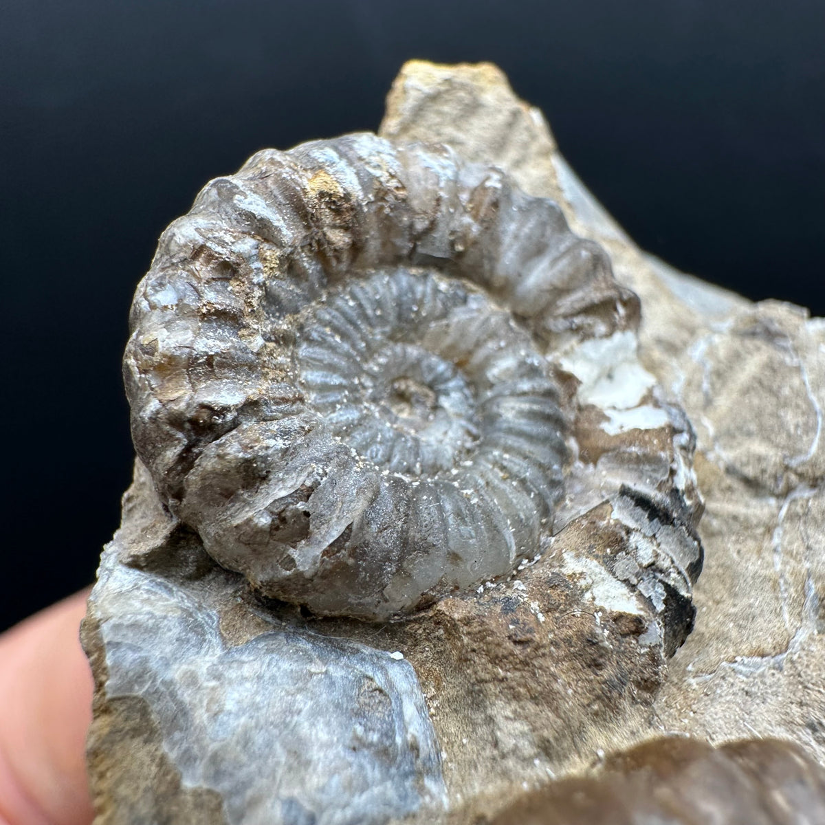 Androgynoceras capricornus Ammonite Fossil With Stand - Whitby, North Yorkshire Jurassic Coast Yorkshire Fossils