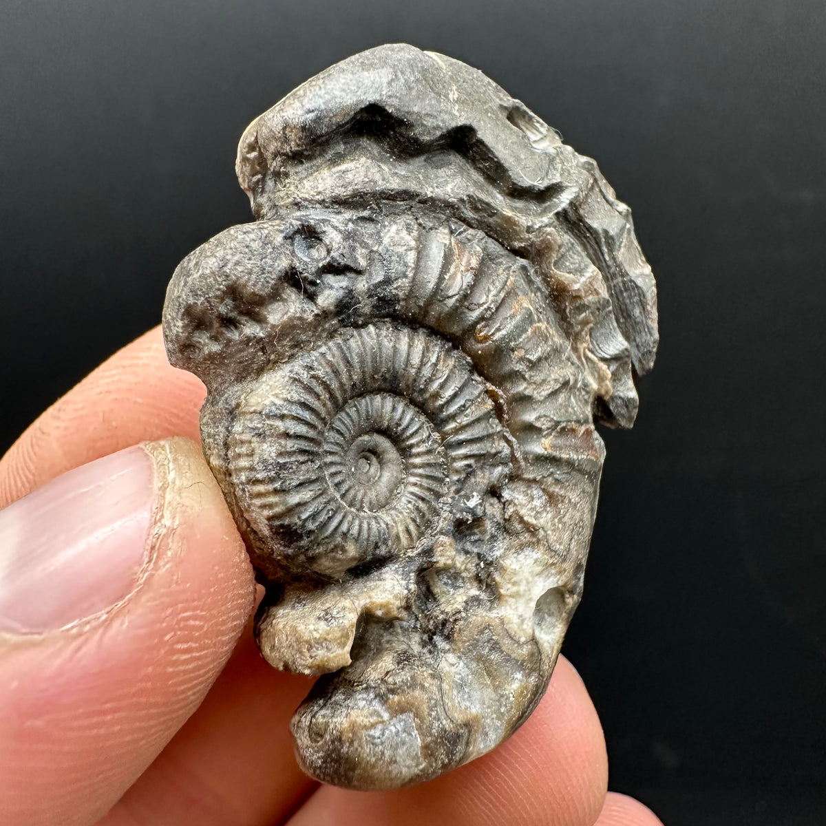 Hydra Snakestone Ammonite Fossil With Bag/Box And Stand - Whitby, North Yorkshire Jurassic Coast Yorkshire Fossils