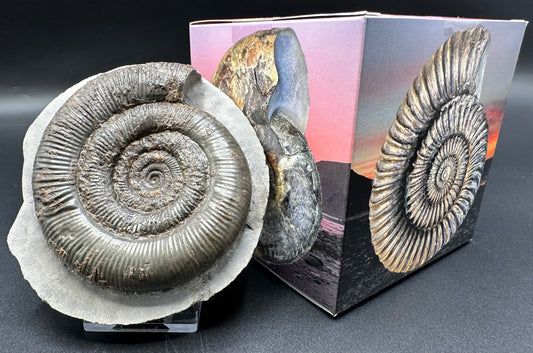 Dactylioceras tenuicostatum ammonite fossil with box and stand - Whitby, North Yorkshire Jurassic Coast