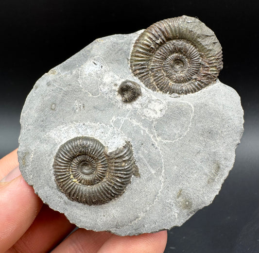 Dactylioceras Ammonite Fossil With Box And Stand - Whitby, North Yorkshire Jurassic Coast Yorkshire Fossils