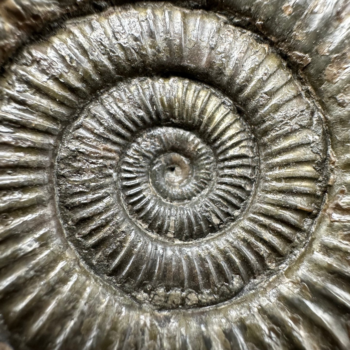 Dactylioceras Ammonite Fossil With box and Stand - Whitby, North Yorkshire Jurassic Coast Yorkshire Fossils