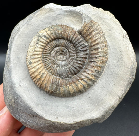Dactylioceras Ammonite Fossil With Box And Stand - Whitby, North Yorkshire Jurassic Coast Yorkshire Fossils