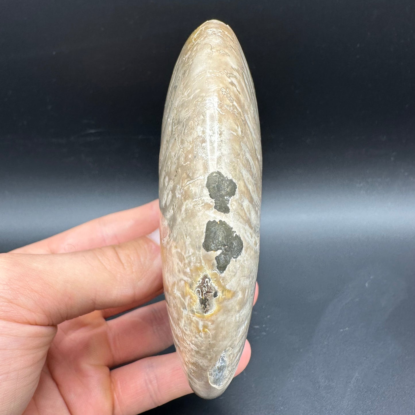 Cleoniceras Ammonite Fossil With Box And Stand - Cretaceous Ammonite Madagascar