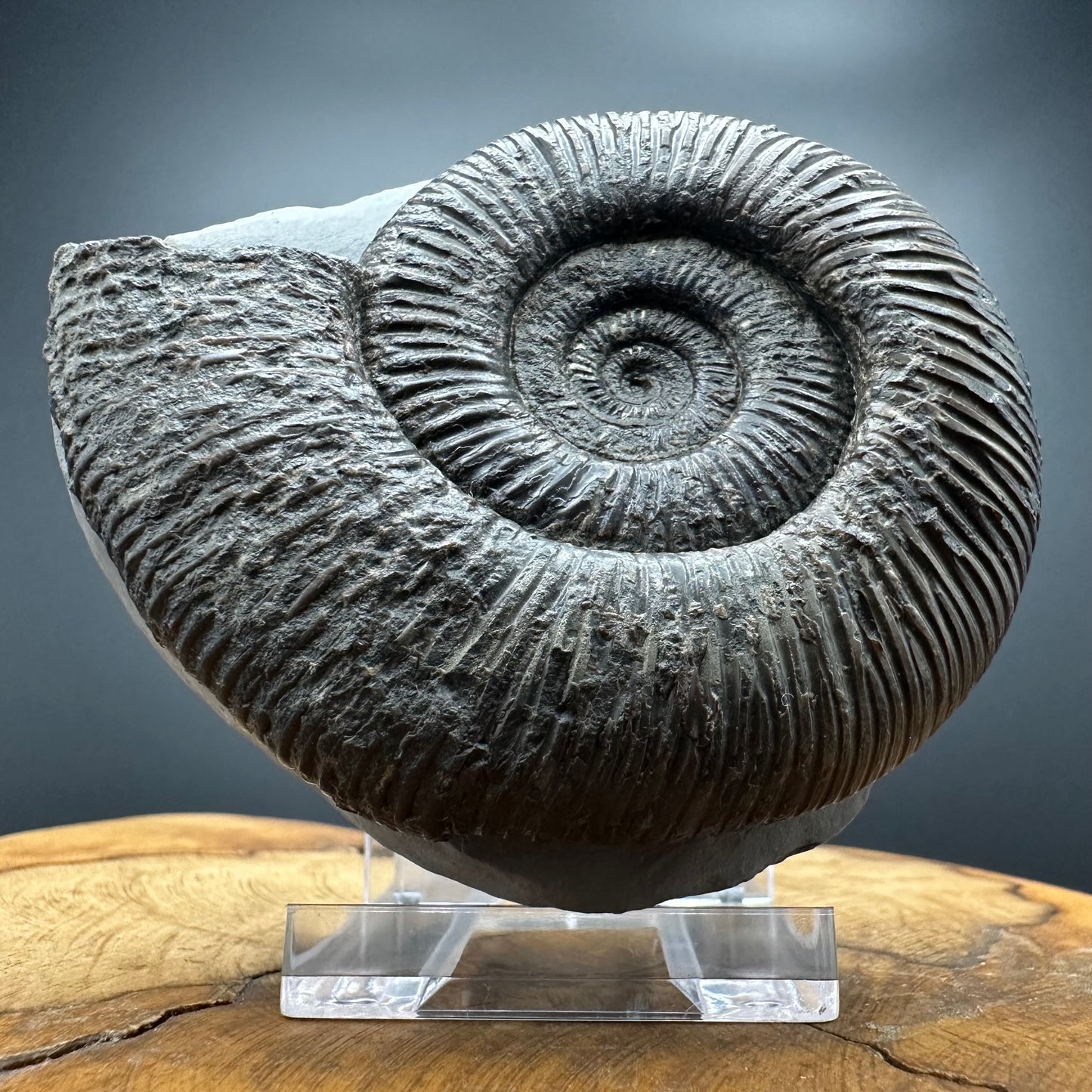 Dactylioceras semicelatum Ammonite fossil with stand - Whitby, North Yorkshire Jurassic Coast Yorkshire Fossils