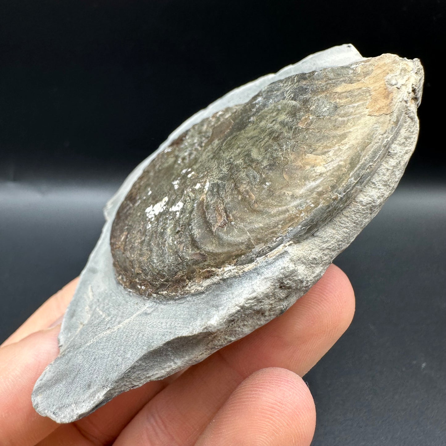 Pseudolioceras lythense Ammonite fossil with box and stand - Whitby, North Yorkshire, Yorkshire Fossils on the Jurassic Coast