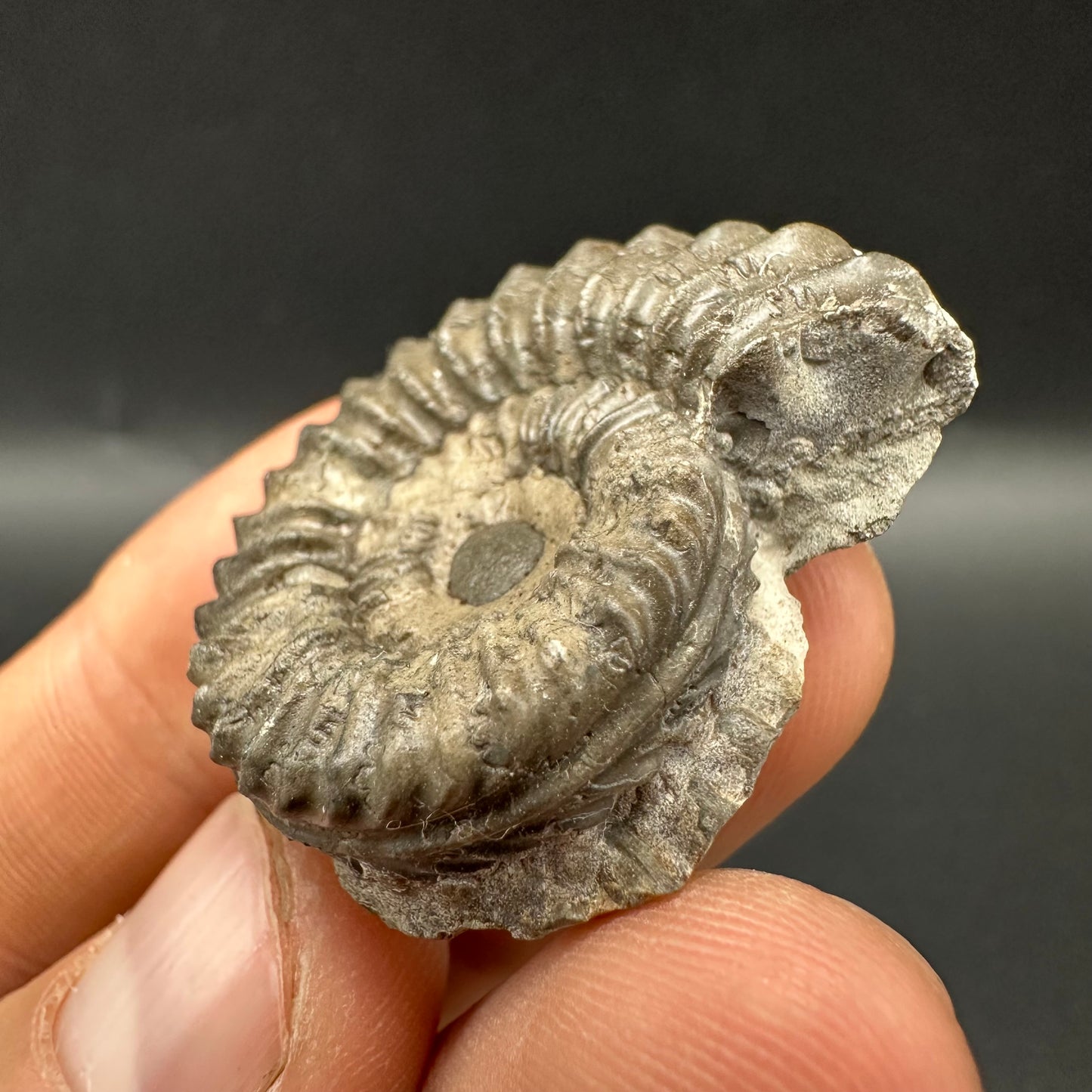 Pleuroceras hawskerense Ammonite fossil with box and stand - Whitby, North Yorkshire Jurassic Coast, Yorkshire fossils