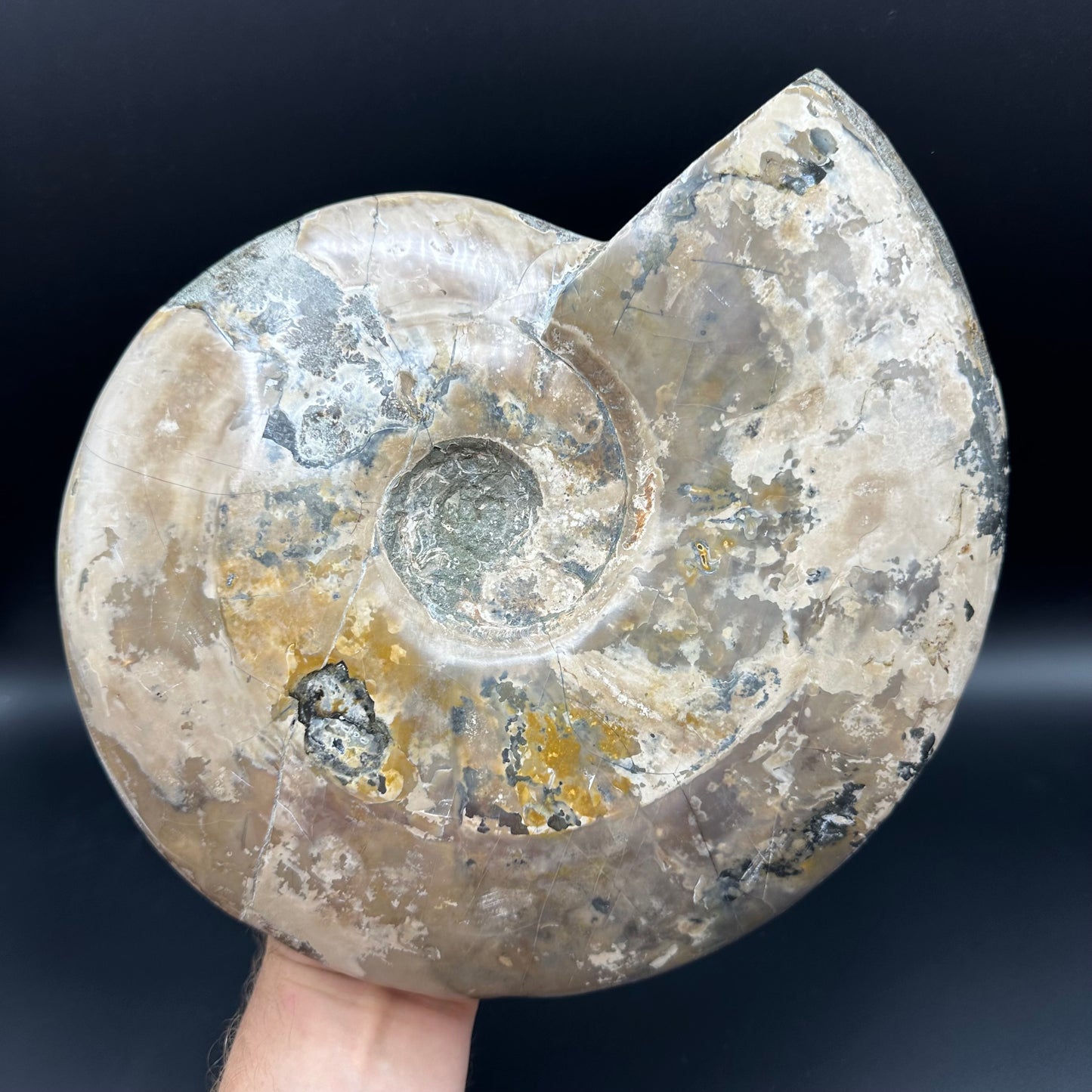 Cleoniceras Ammonite Fossil With Stand - Cretaceous Ammonite Madagascar